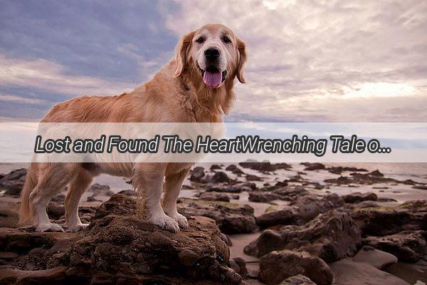 Lost and Found The HeartWrenching Tale of a Dog Who Forgot Its Own Family